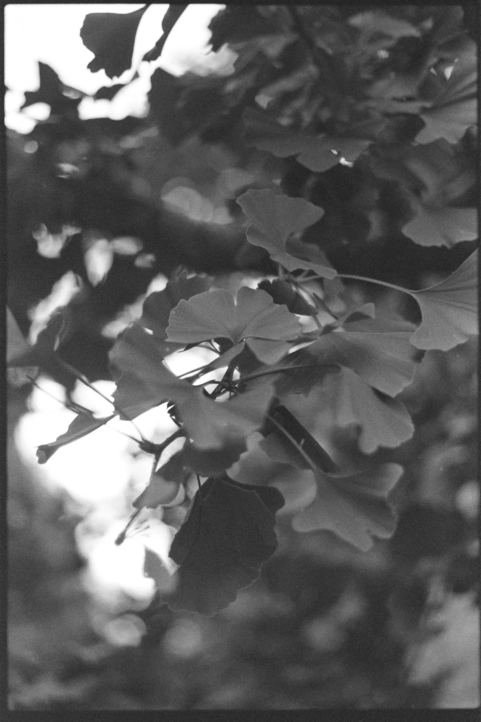 Ginkgo. Rostock, 2026